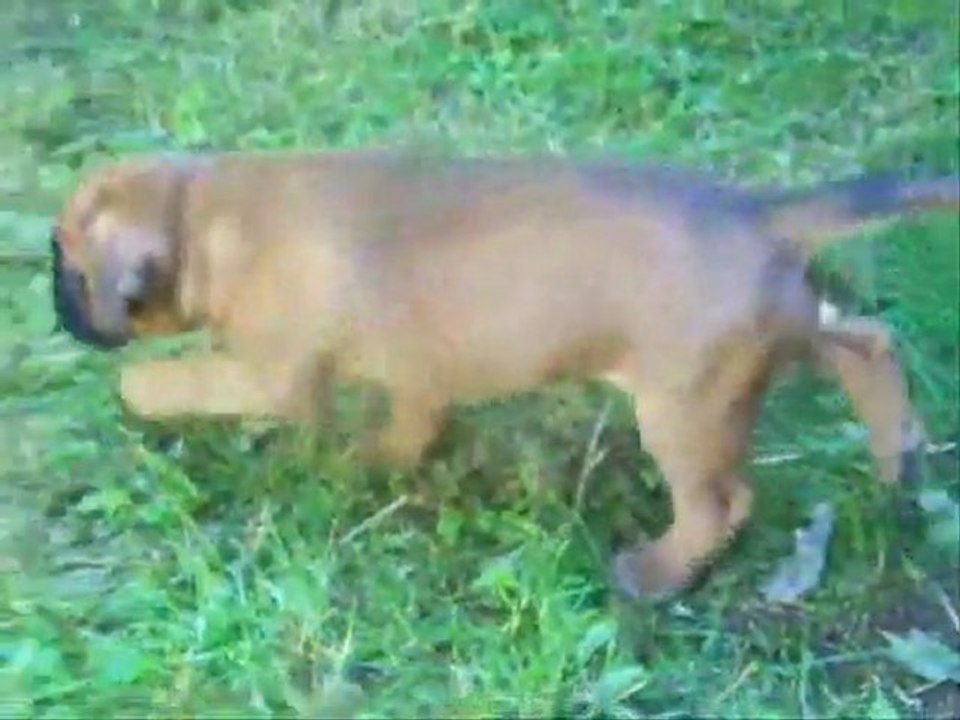 Nous avons 1 mois, 2011-08-29 (1) (CHEYENNE de SAINT QUINIS X UCELLO du DOLON / Portée des "G" 2011)