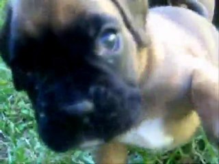 Nous avons 1 mois, 2011-08-29 (1) (CHEYENNE de SAINT QUINIS X UCELLO du DOLON / Portée des "G" 2011)