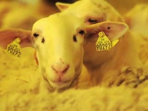 La Tapisserie d'Aubusson / Felletin dans la Creuse : Du mouton au fil...