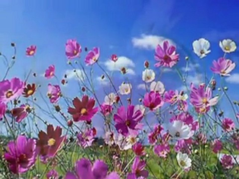 OMAR AKRAM - Dancing with the wind