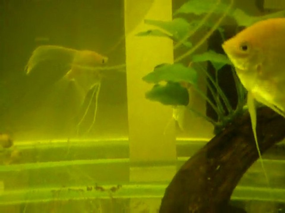 cift