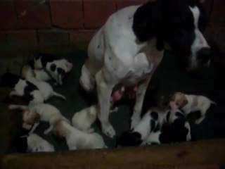 YAVRULAR 19 GÜNLÜK OLDULAR