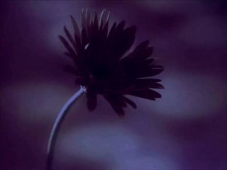 Serdar Ortaç - Bilsemki www.ozgurdunyam.com