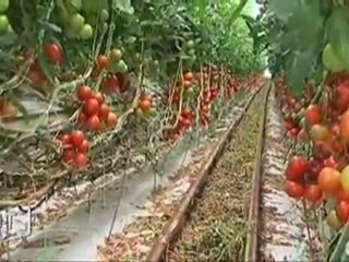 Le secteur des fruits et légumes en crise (Vendée)