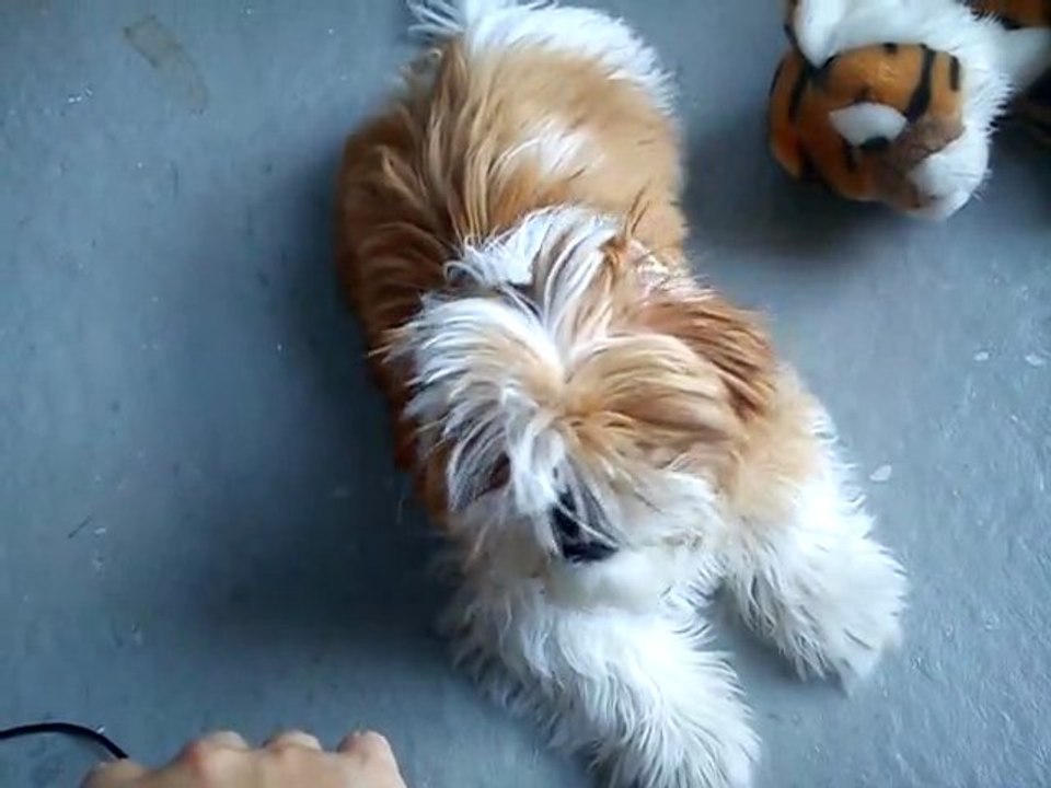 Som en hund Brunan lyssnar på mig haha!