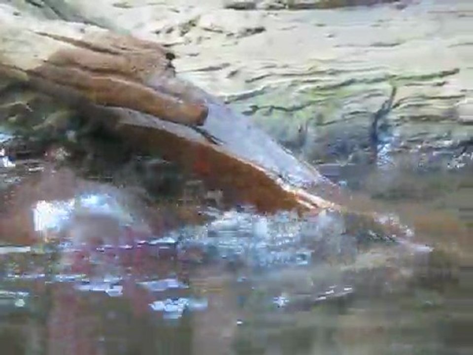 Des loutres s'amusent au biodôme