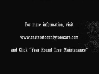 Crepe Myrtle Tree Care - Carteret County Tree Care