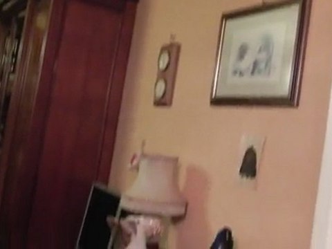 CHATS ET CHAUVE-SOURIS