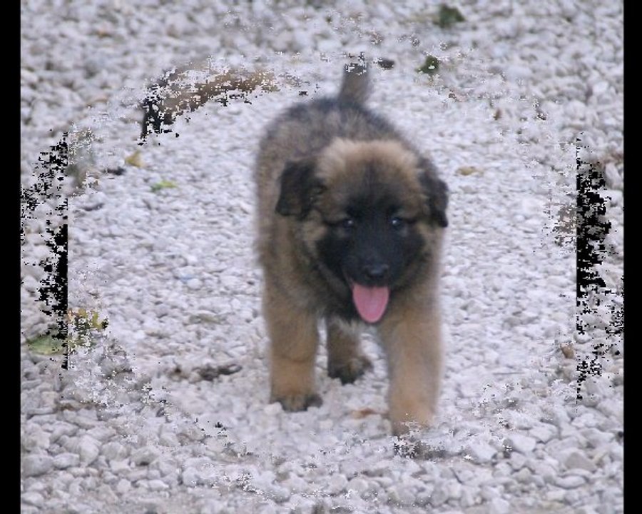 Les chiots de D'Jakson et Bridget