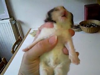 Vidéo0038