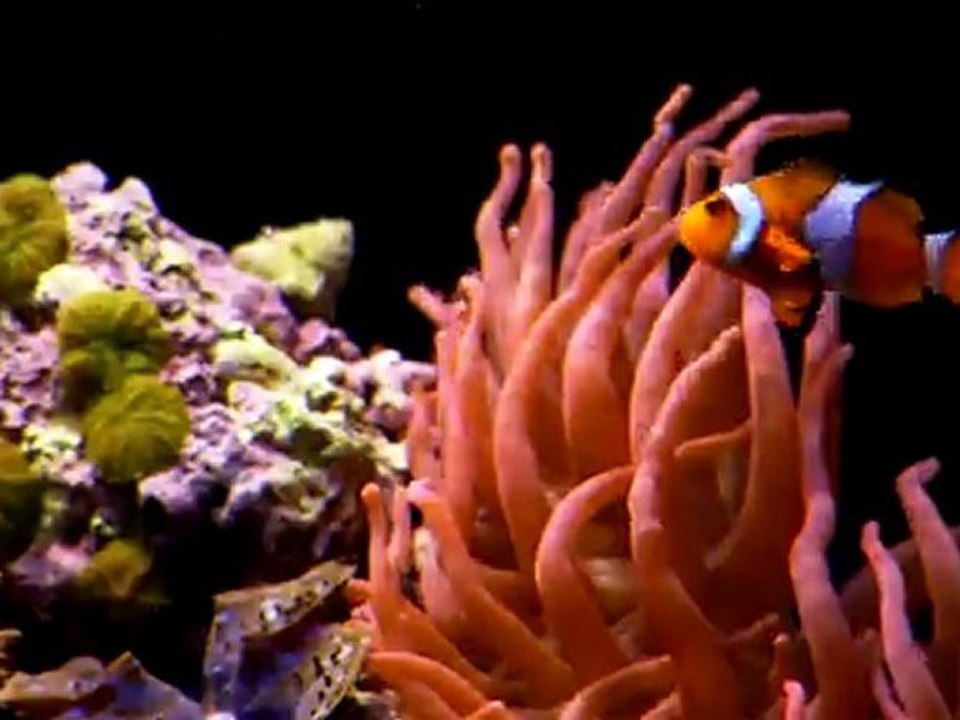 7_HDSCAPE.DE_Aquarium_1080