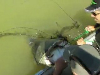 silure au leurre fin