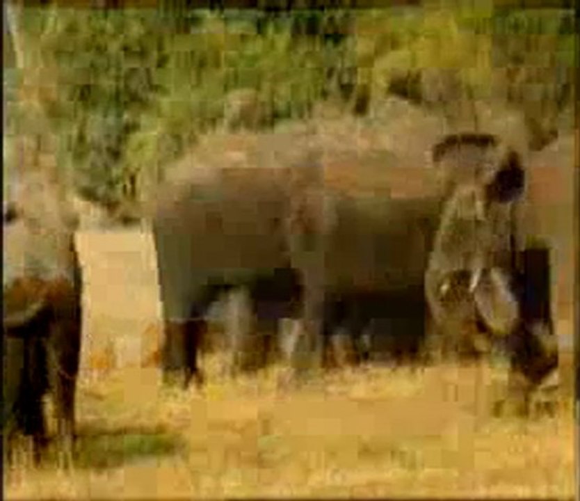 Bir yaratılış delili: Hayvanlardaki fedakarlık