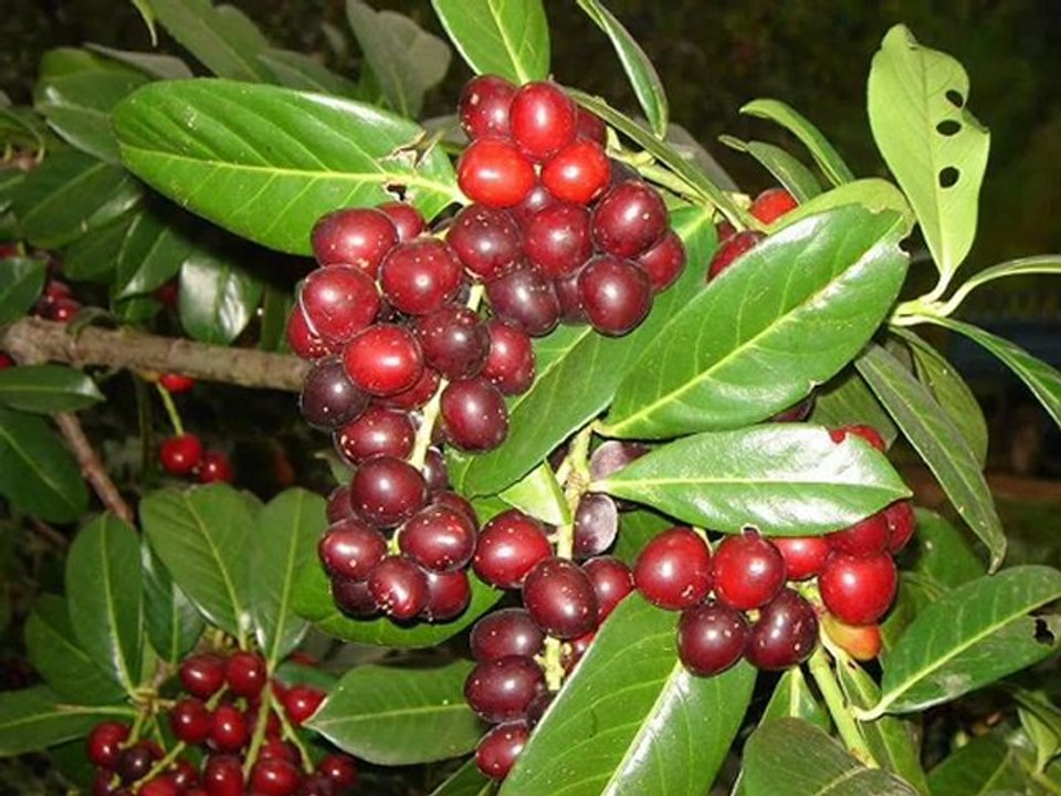 süper ilahi insan dinledıkce ruhu dınlenıyo