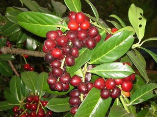 süper ilahi insan dinledıkce ruhu dınlenıyo