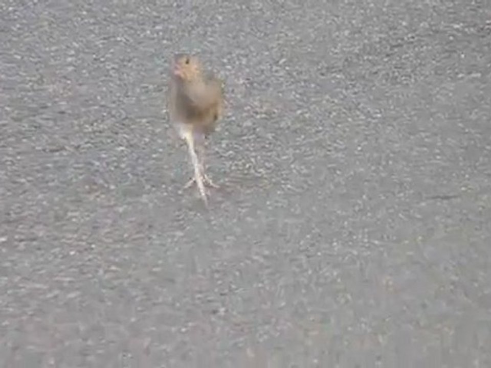 Râle des genêts sur la route ...