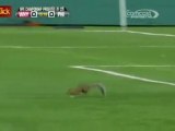 Esquilo invade campo e para jogo nos Estados Unidos