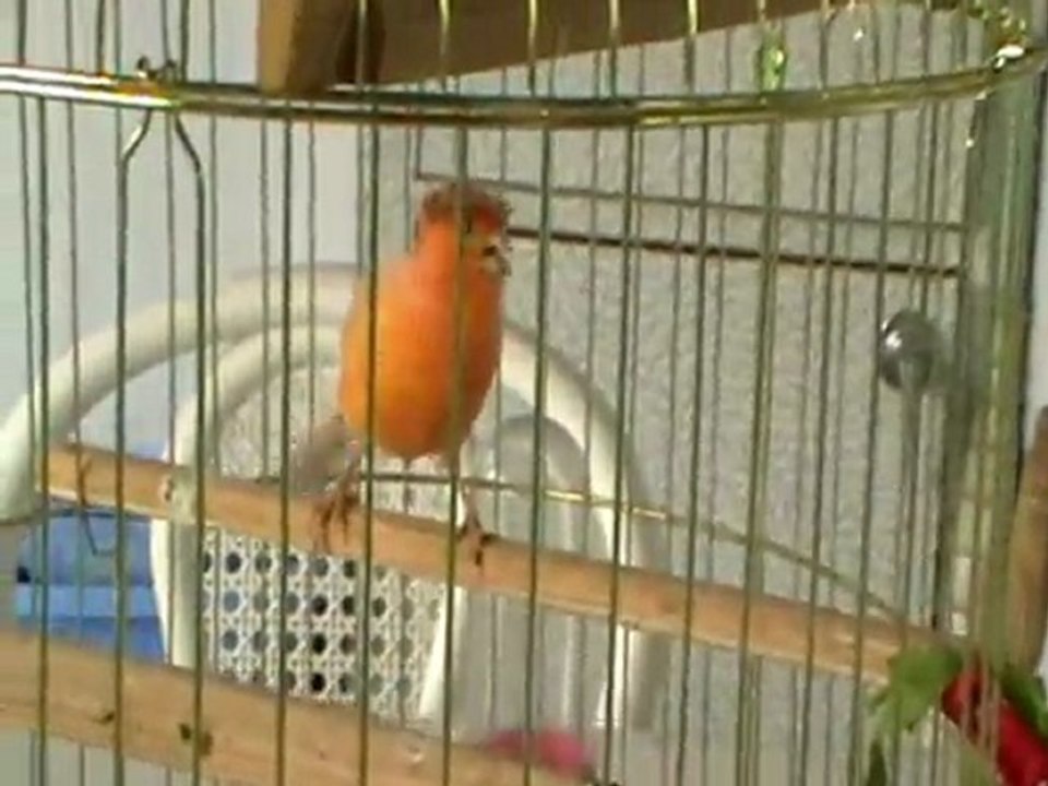Canary