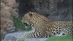 Los cachorros de leopardo han cumplido un año