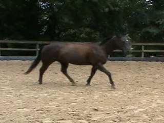 rond de Brétigny - ramener au galop en liberté