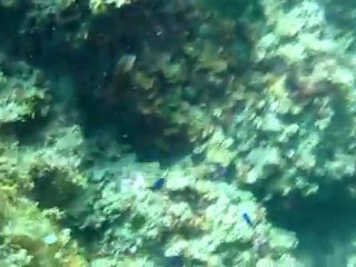 Snorkeling en méditérranée - Été 2011