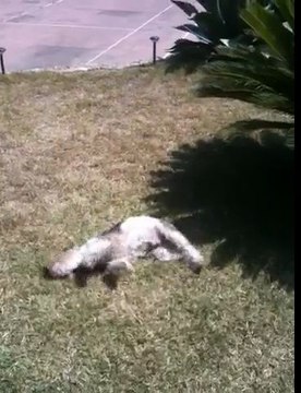 Voilà ce que fait mon chien quand je viens de le laver