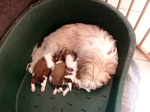 Echalotte , bébés 20 jours