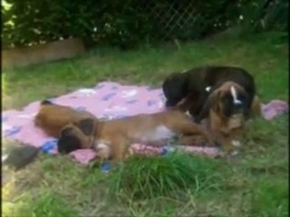 Un bringé parmi les fauves, 2011-08-30. (CHEYENNE de SAINT QUINIS X UCELLO du DOLON / Portée des "G" 2011)