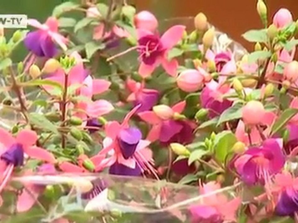 Growing demand | Video of the day