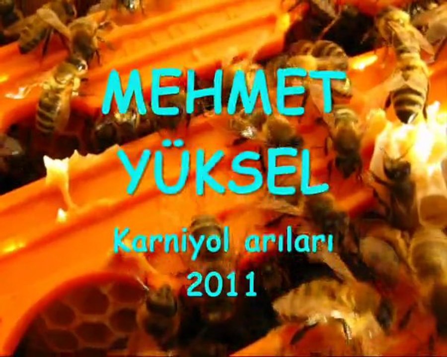 Arıcılık Mehmet Yüksel 2011 Ruşet kutu