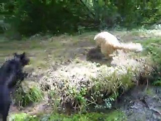 baignade à la rivière