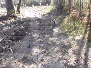 Kiki et Maya dans les bois
