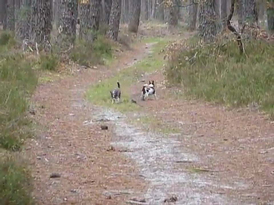 Kiki et Maya dans les bois