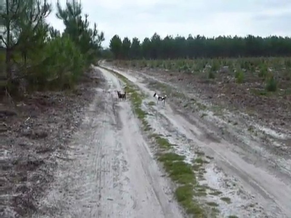 Kiki et Maya dans les bois