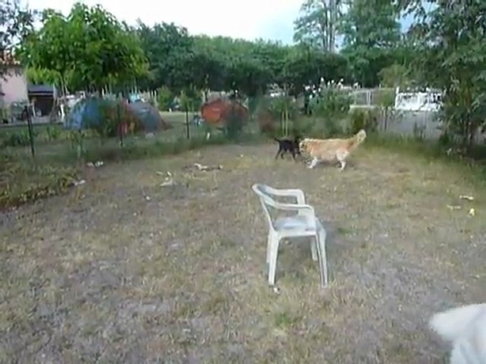 Jeu dans le jardin