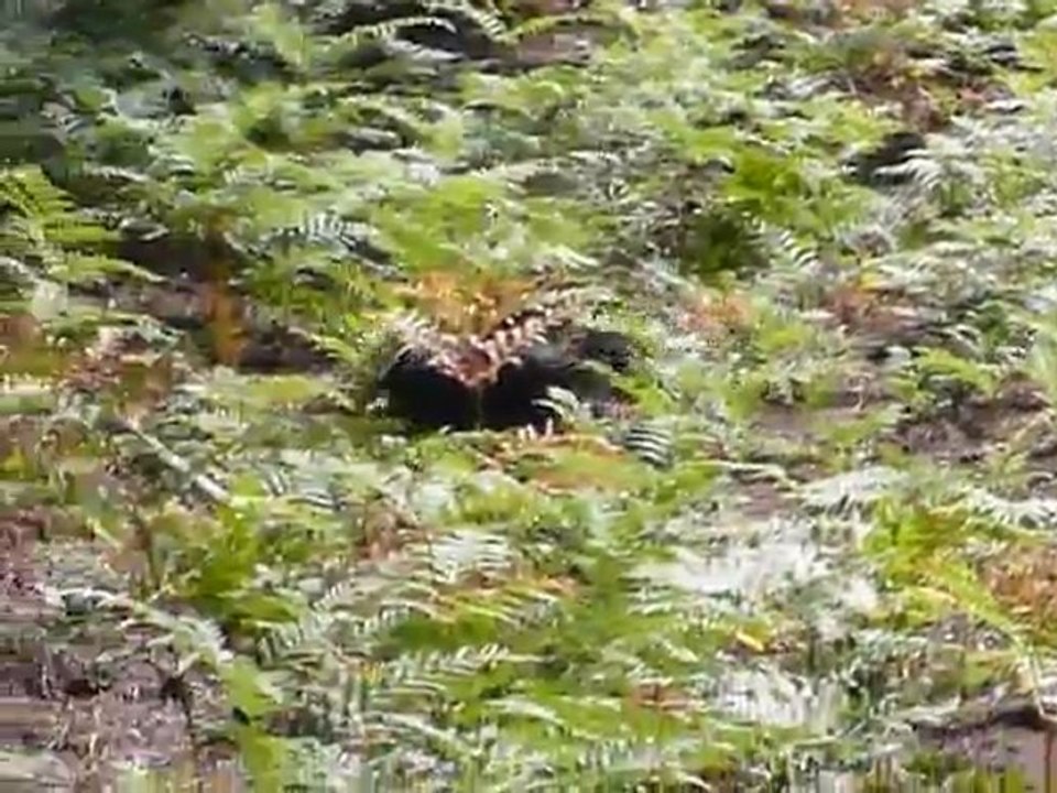 Ella dans les bois