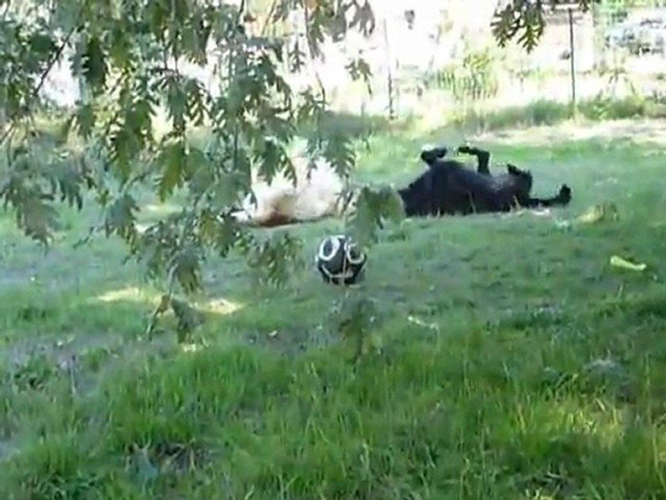 Roulades dans les bois