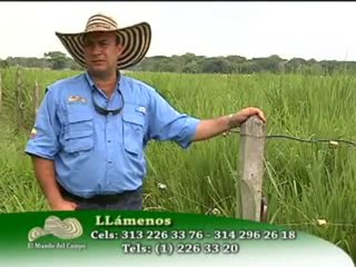 CORPOICA PASTOS AGOSTO 31 DE 2011 _ 2