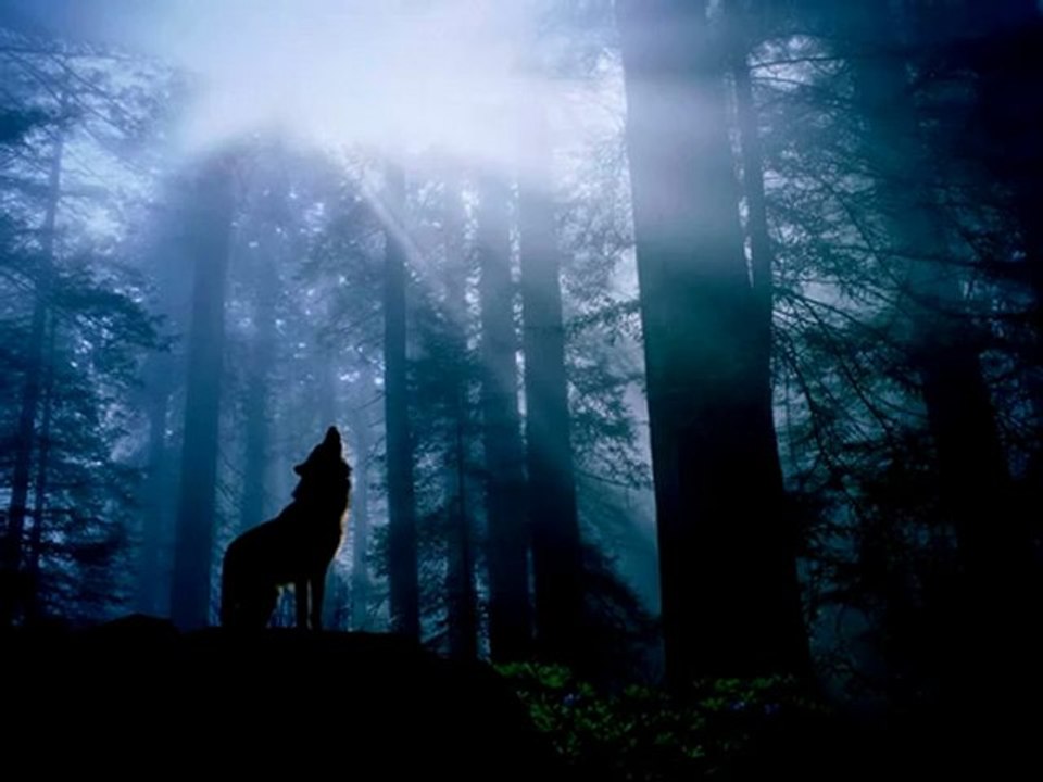 吉田亜紀子 / KOKIA - 大人のオオカミ 【Japanese Music】