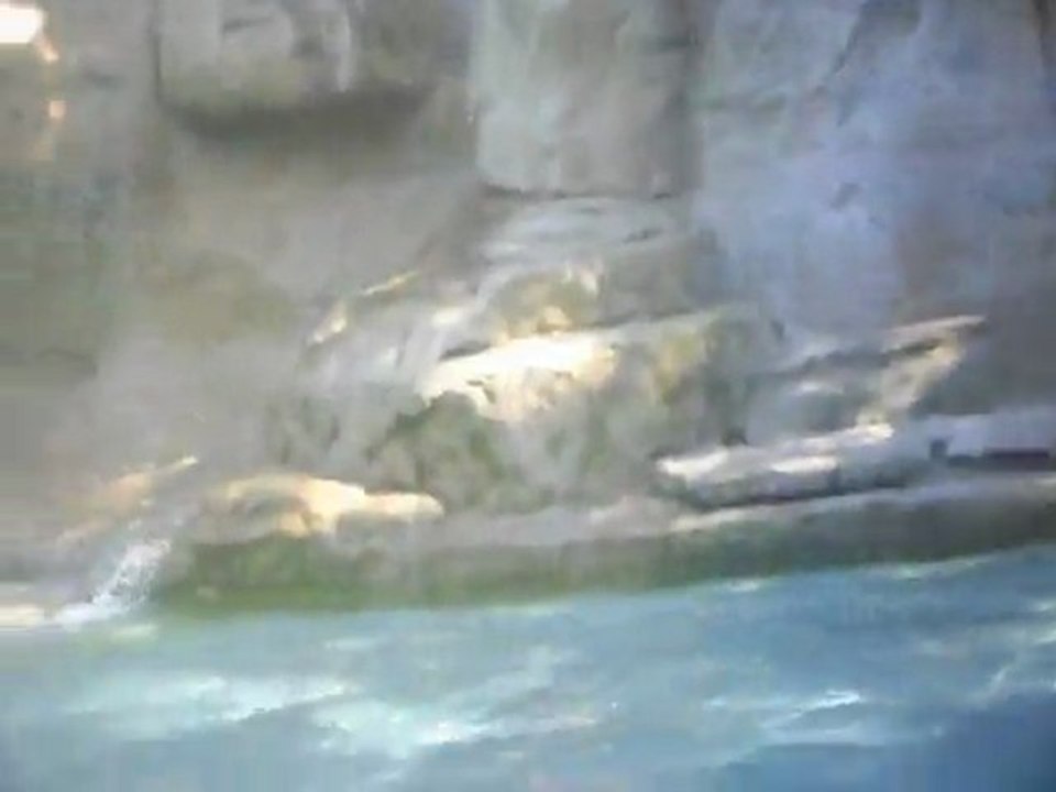 Zoo D'Amnéville: Ours Polaire