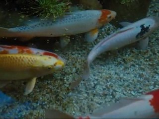 Koi Pond - Clip Koi Pond (English)