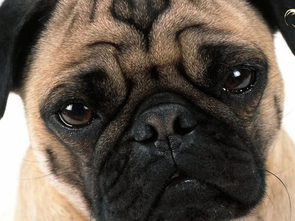 LNN - Unemployed Dog Bites Zoozoo