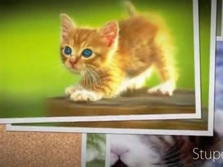 Cute Kitten pics