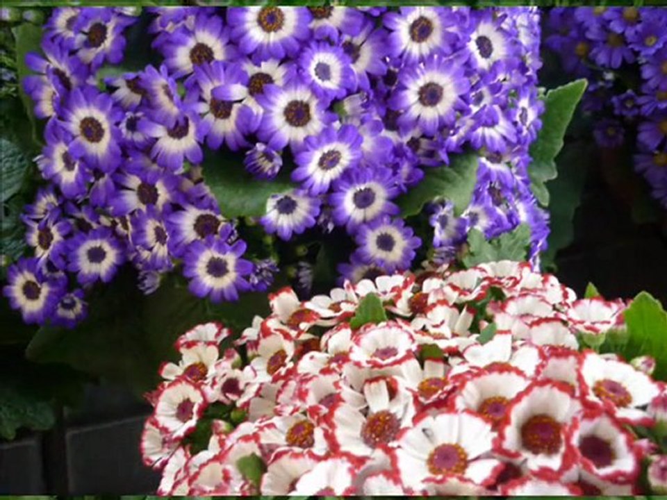 NANA MOUSKOURI Chanter La Vie