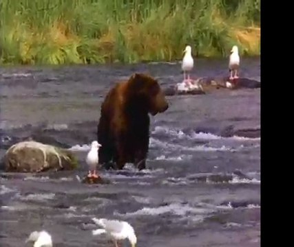 Dailymotion - Doğa (msn-man_@hotmail.com)