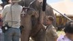 Water for Elephants - Robert Pattinson Spotlight - Известность Роберта Паттинсона