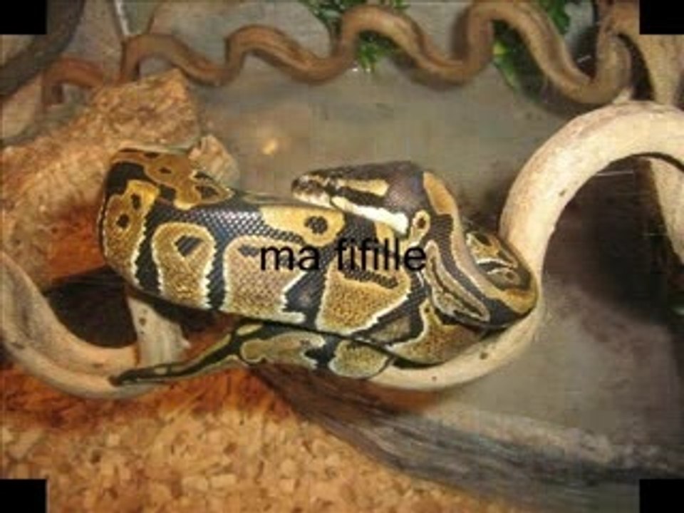 ma fifille python royal