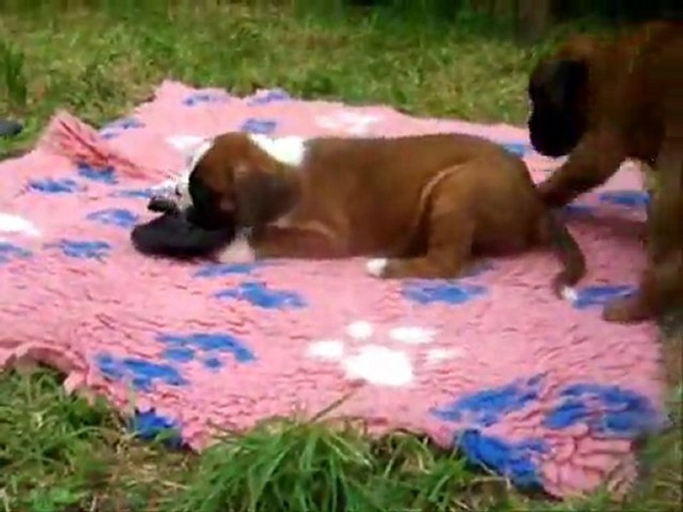 Nous sommes bien au grand air à 33 jours. (CHEYENNE de SAINT QUINIS X UCELLO du DOLON / Portée des "G" 2011)