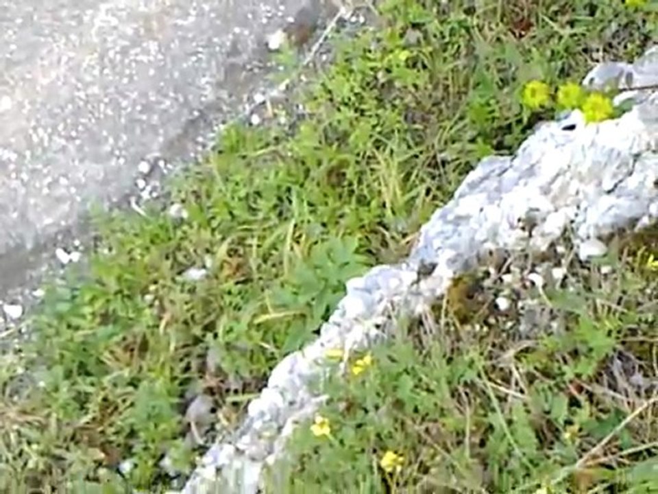 touchette a l'ain jura 2011