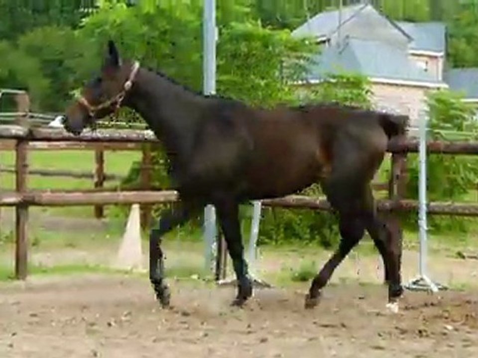 ubiscus du favray suite trot